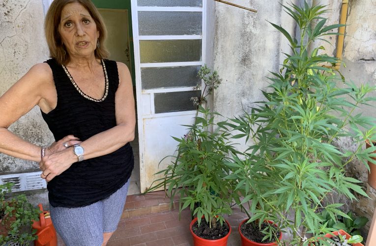 Silvia Encinas: cultiva, prepara y consume aceite medicinal de cannabis