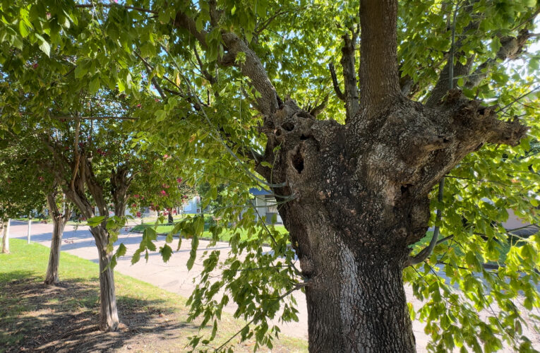 ”El árbol que se pueda salvar y que esté sano se lo salva que es lo que más queremos”, dijo la Directora de Espacios Verdes de Basavilbaso