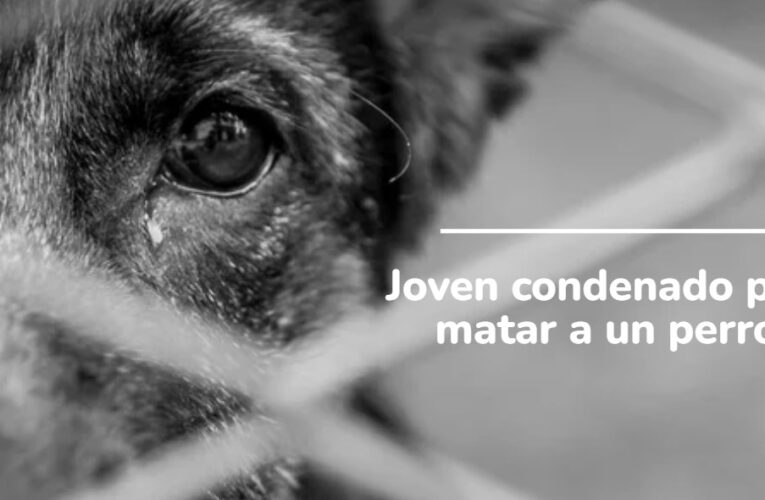 Joven condenado por matar al perro “Angelito”